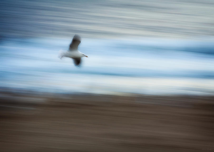 Seagull in Flight Photograph by John A Rodriguez
