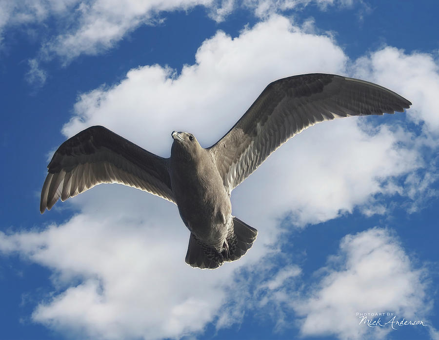 Seagull In Flight Photograph by Mick Anderson
