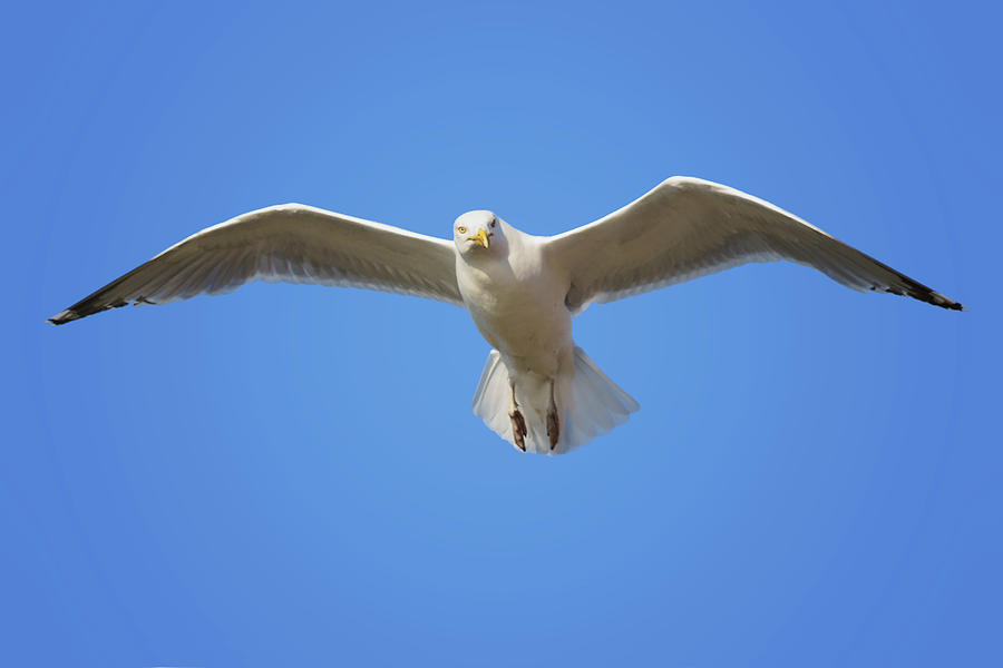 Seagull in Flight Photograph by Nikolyn McDonald