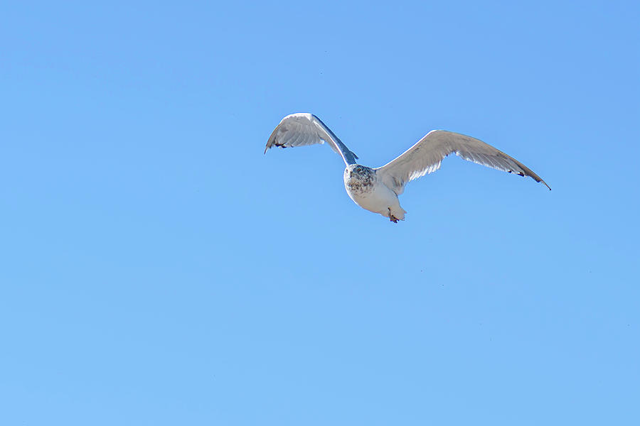 Seagull in Flight Photograph by Sandi Kroll