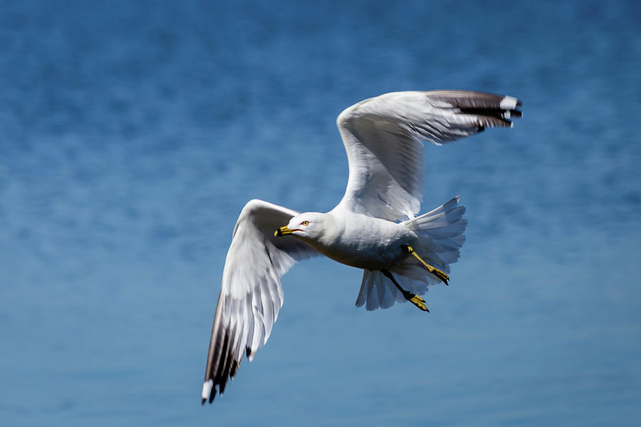 Seagull in flight Photograph by SAURAVphoto Online Store