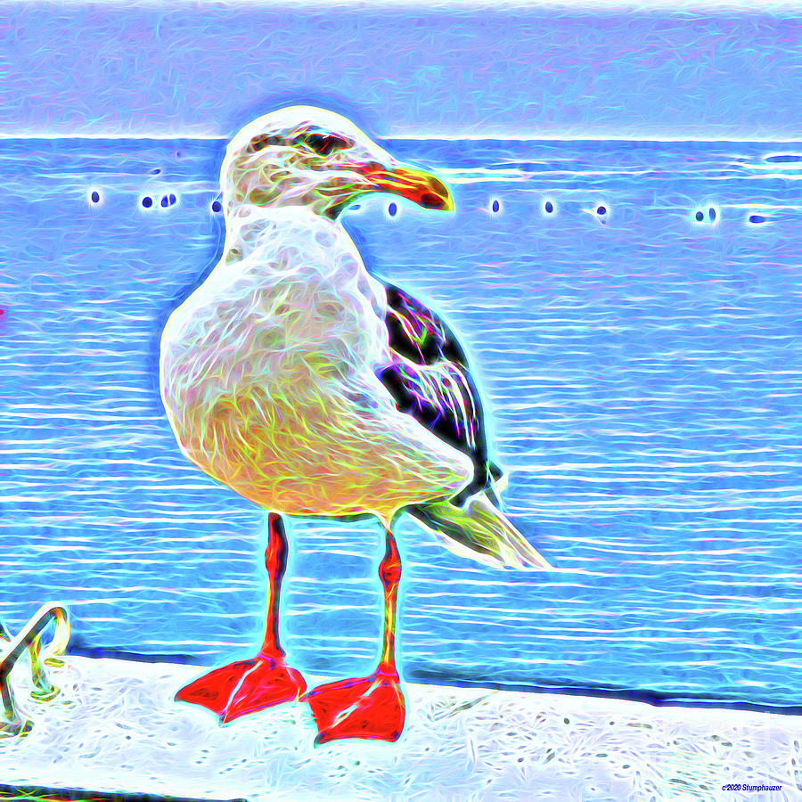 Seagull In Malibu Photograph