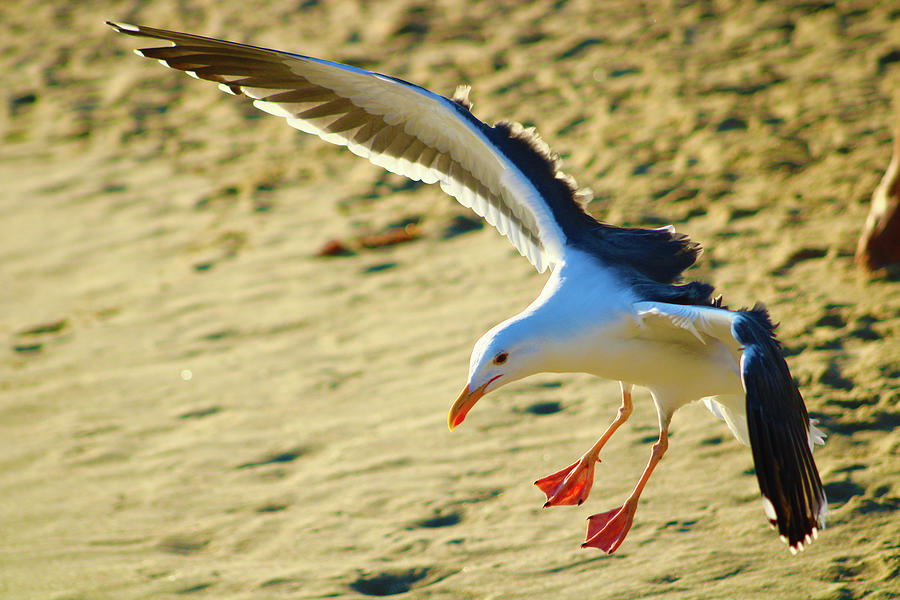 Seagull in Motion Photograph by Marcus Jones