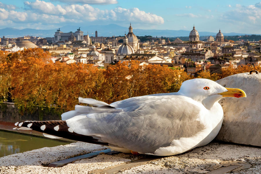 Seagull in Rome by Fabrizio Troiani Seagull in Rome by Fabrizio Troiani