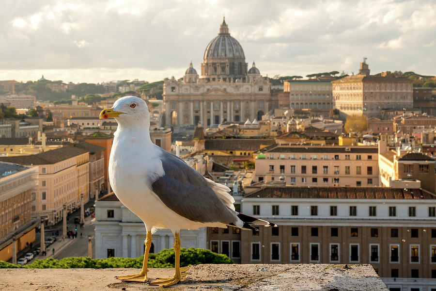 Seagull in Vatican City by Fabrizio Troiani Seagull in Vatican City by Fabrizio Troiani