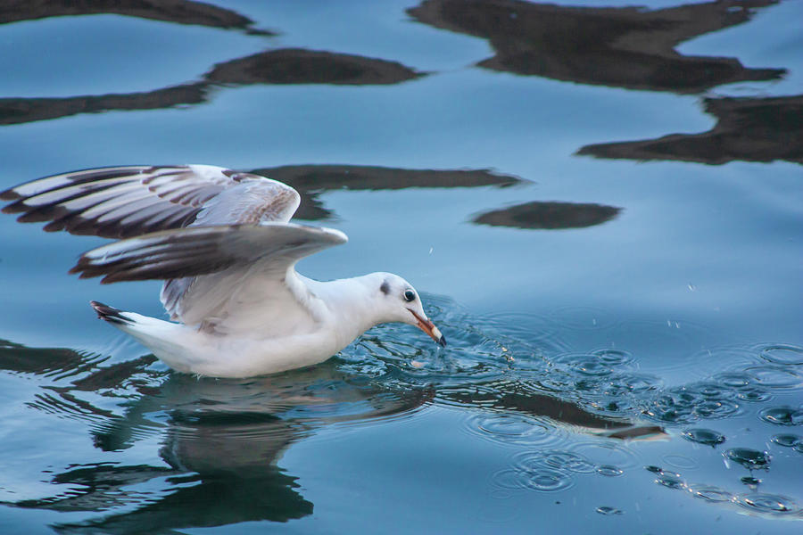 Seagull In Water Photograph By Ameya M Fine Art America