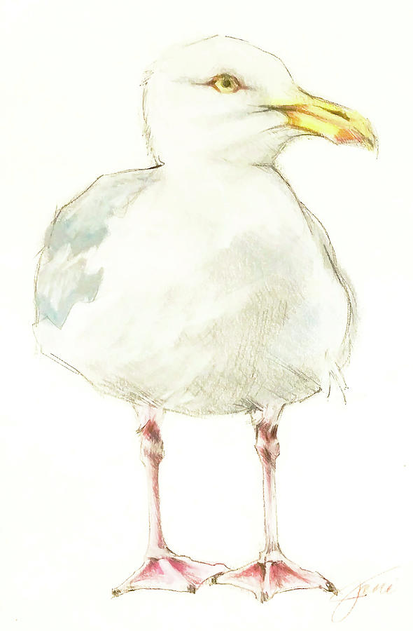Seagull Drawing by Jani Freimann