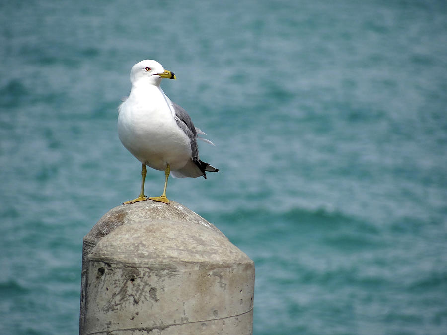 Seagull Photograph by Julia Wilcox