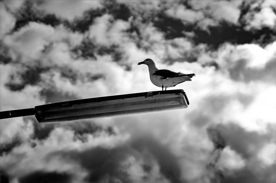 Seagull Lamp Sky Bird B W Photograph by Mona Master - Fine Art America