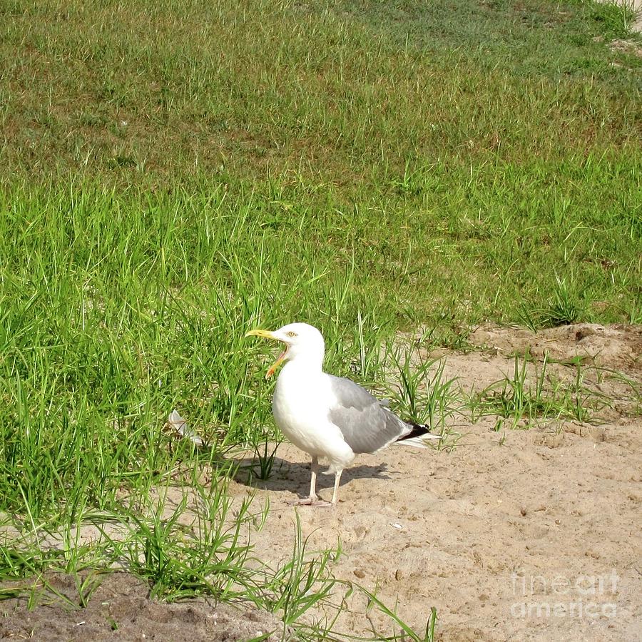 Bird Photograph - Seagull Laughing  by Patricia Youngquist