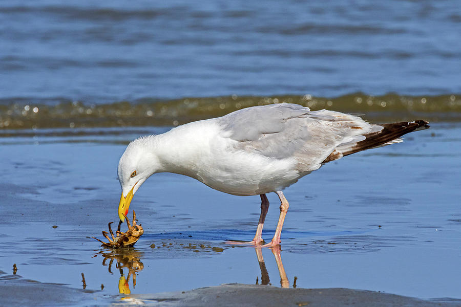 Seagull Looking at Crab Photograph by Arterra Picture Library
