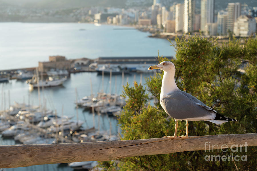 Seagull looking at the marina in Calpe and the Mediterranean Sea Photograph by Adriana Mueller