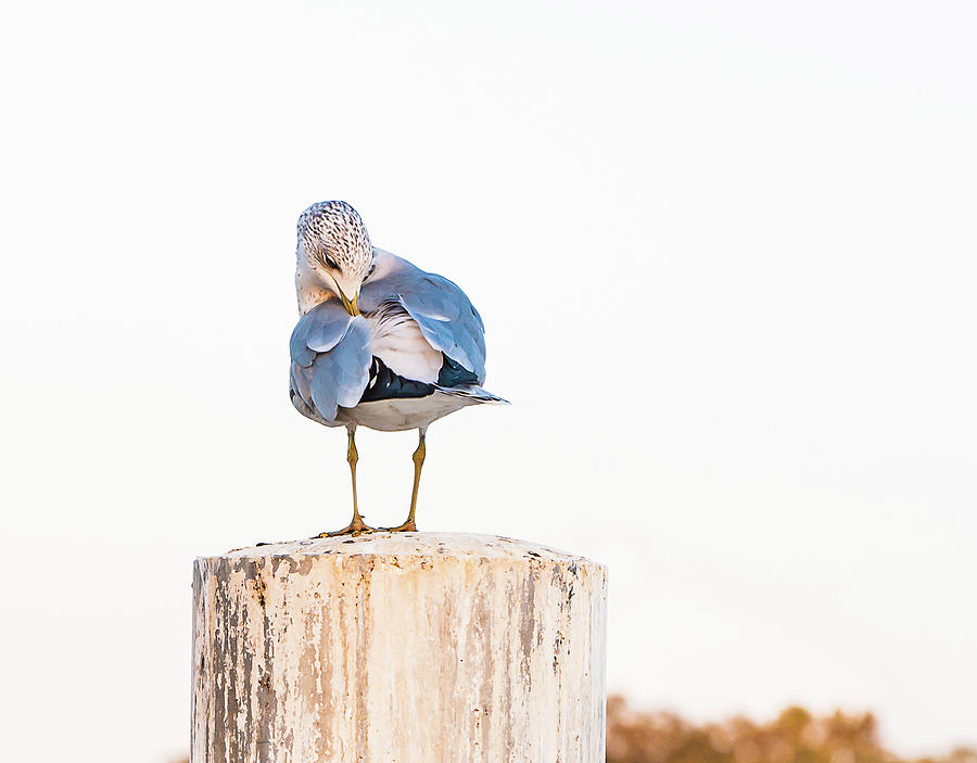 Seagull Photograph by Lori Rowland