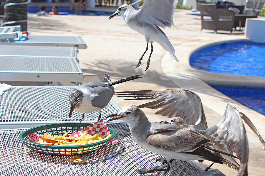 Seagull Lunch Photograph by Nikki OKeefe Images