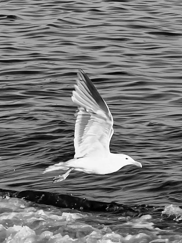 Seagull Photograph by Mary Lee Dereske