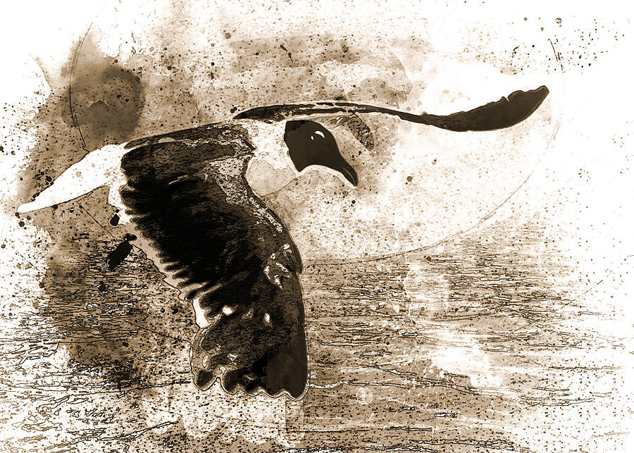 Seagull - Monochrome Digital Art by Anthony Ellis