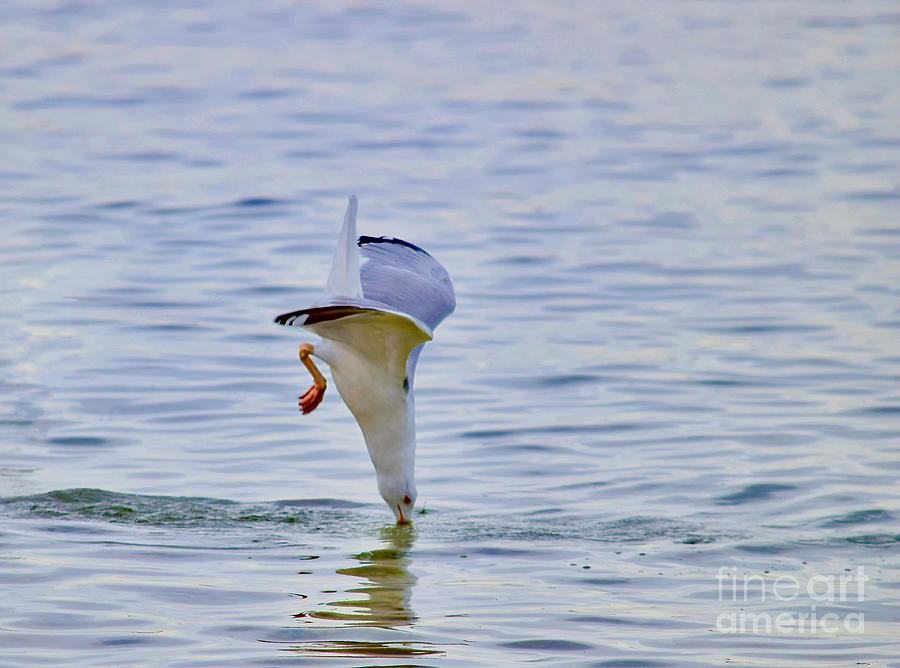 Seagull Ocean Nose Dive Photograph by Debra Banks