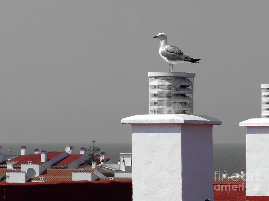 Seagull on a chimney in Arenal den Castell Photograph by Pics By Tony