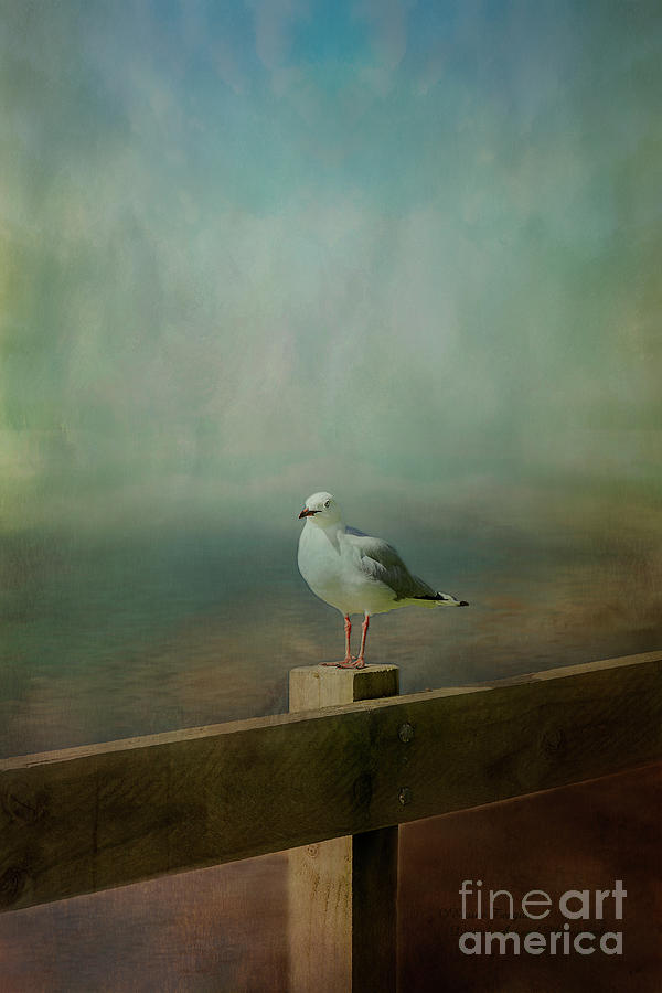 Seagull on a Fence Photograph by Elaine Teague