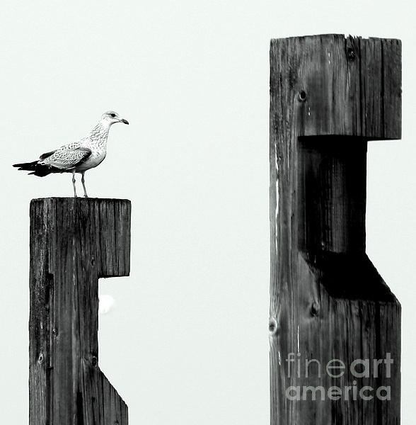 Seagull on a Pier Photograph by Irene Czys