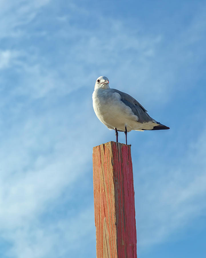 Seagull on a Post Photograph by Cate Franklyn