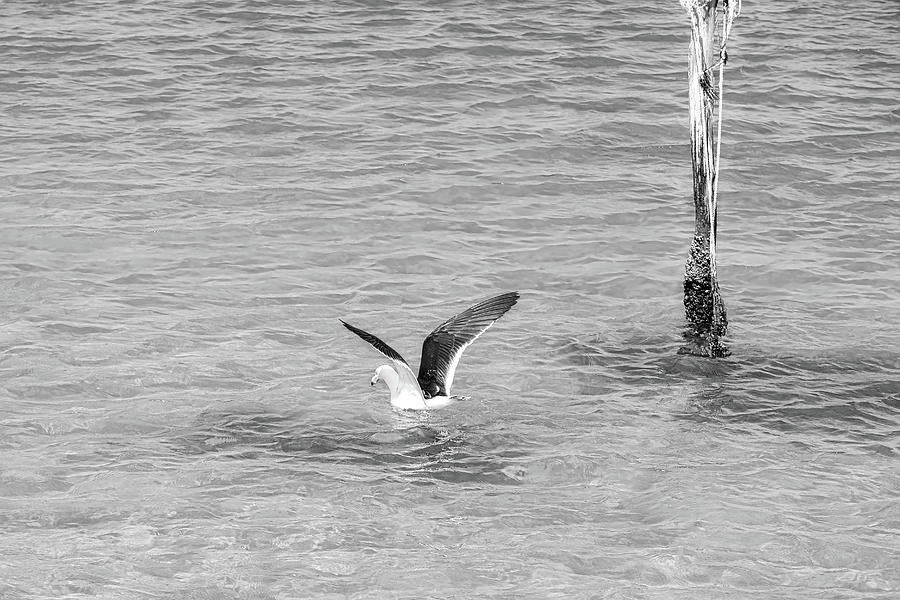 Seagull on Coffin Bay - Eyre Peninsular BW Photograph by Lexa Harpell