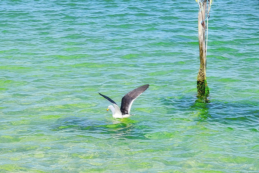 Seagull on Coffin Bay - Eyre Peninsular Photograph by Lexa Harpell