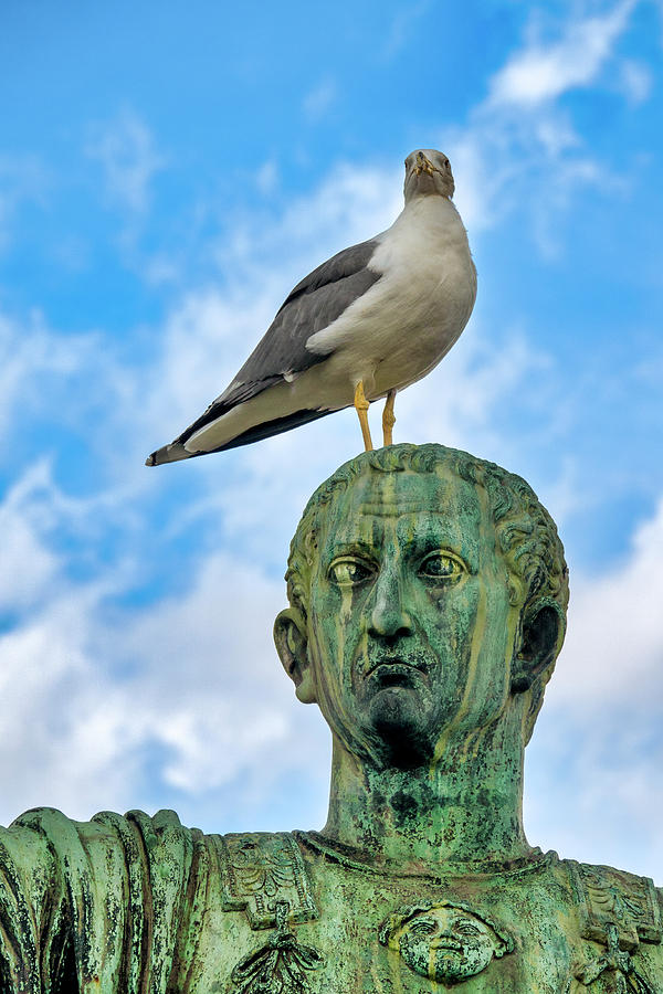 Seagull On Nerva by Fabrizio Troiani Seagull On Nerva by Fabrizio Troiani