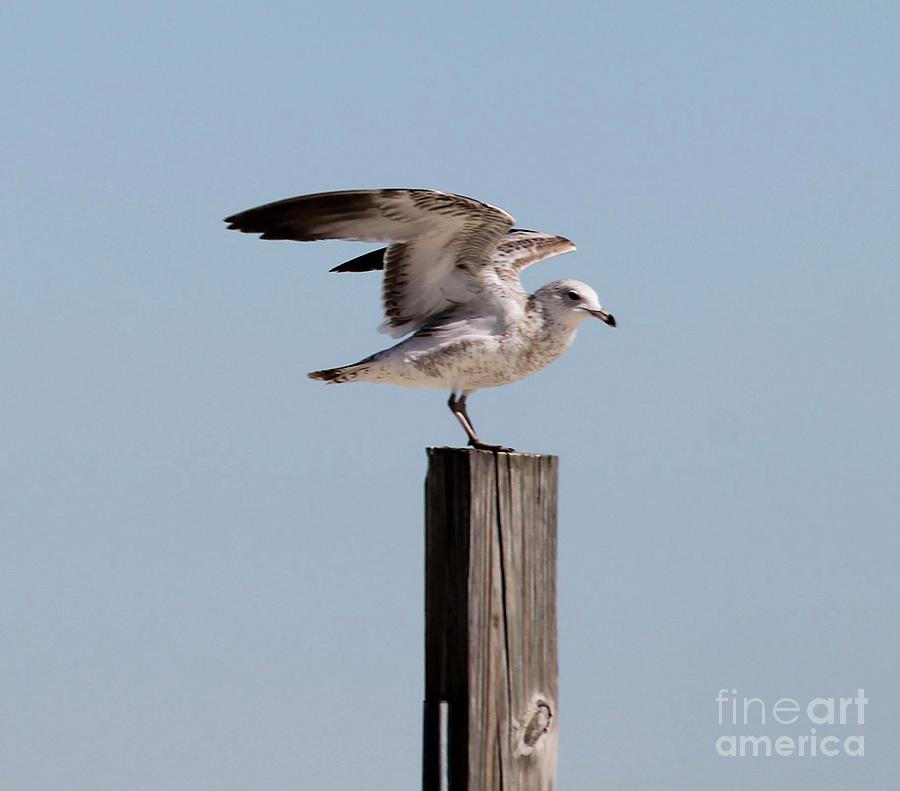 Seagull on Post Photograph by Catherine Wilson