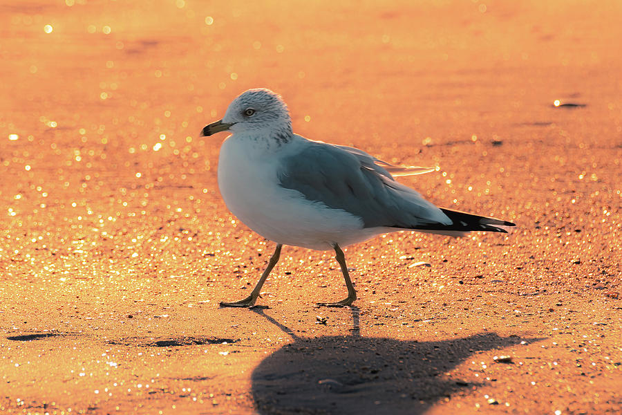 Seagull on sand Photograph by Haren Images- Kriss Haren