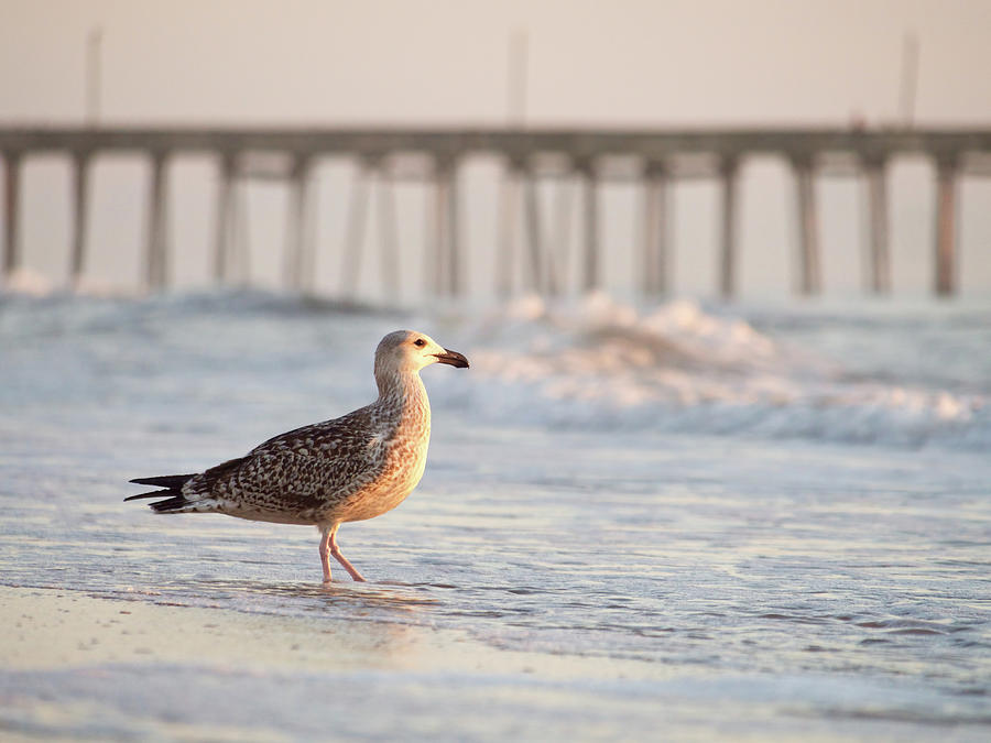 Seagull on Shore Photograph by Rachel Morrison