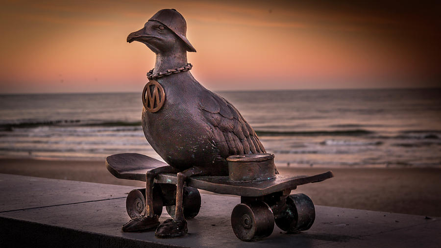 Seagull on skateboard at sunset Photograph by Karlaage Isaksen