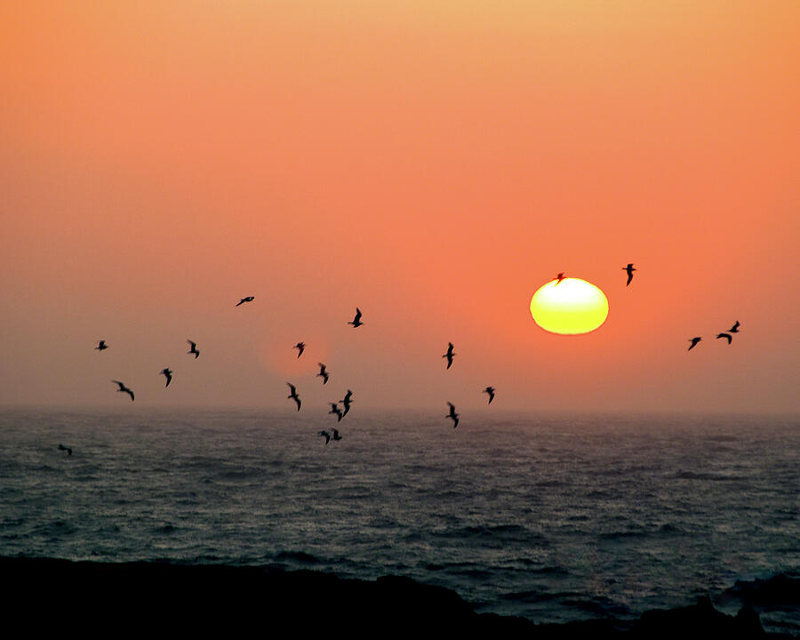 Seagull on Sunset Photograph by William Havle