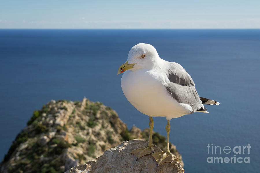 Seagull of the Mediterranean coast Photograph by Adriana Mueller