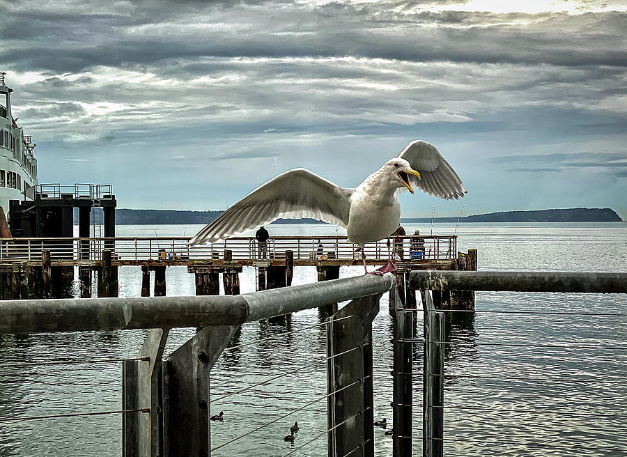 Seagull on the move Photograph by Anamar Pictures