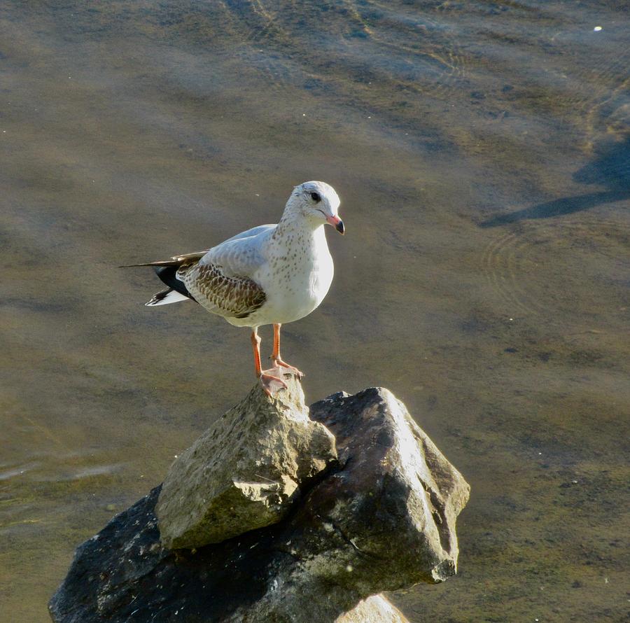Seagull on the rocks Photograph by Stephanie Moore