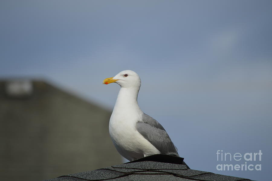 Seagull on the Roof  Photograph by Carol Eliassen