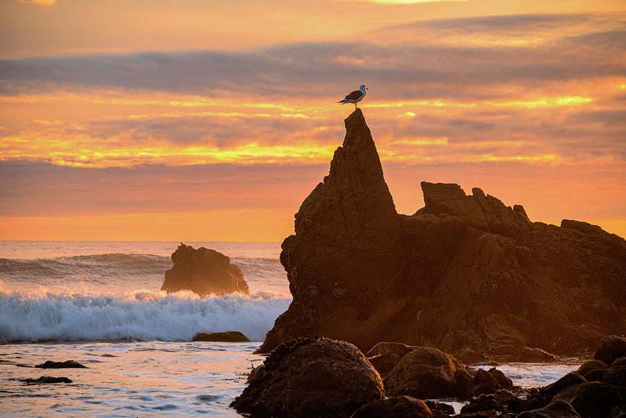 Seagull on Top of a Rock at Sunset Photograph by Matthew DeGrushe