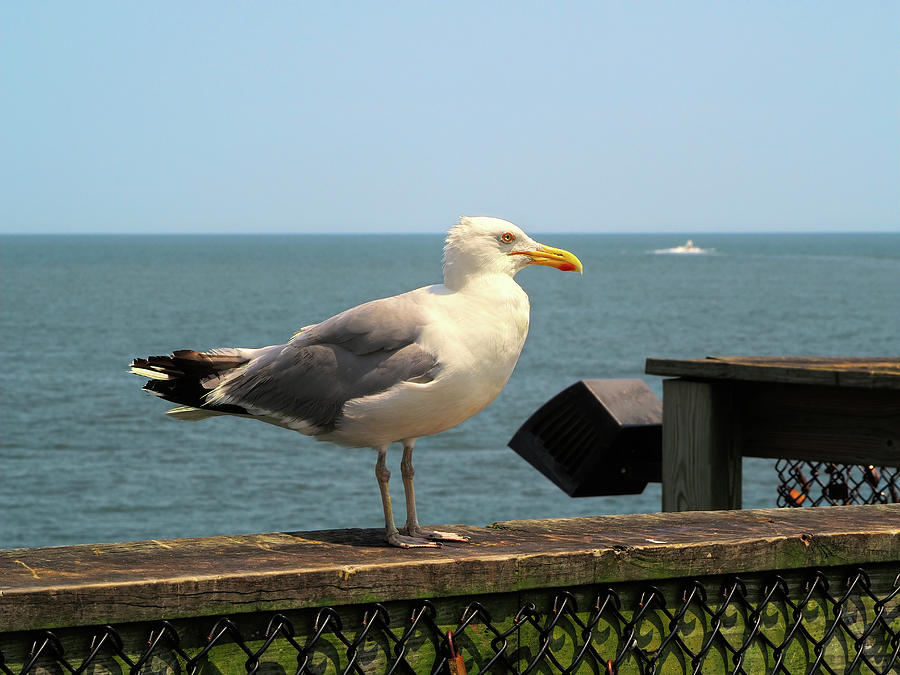 Seagull on Vacation in the Sun Photograph by Bill Swartwout