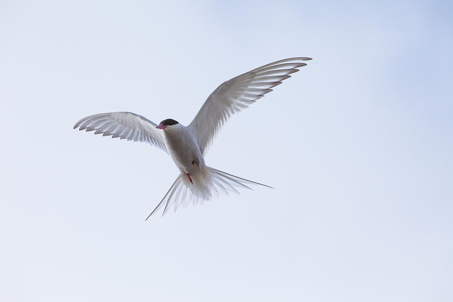 Seagull Photograph by Oscar Wong