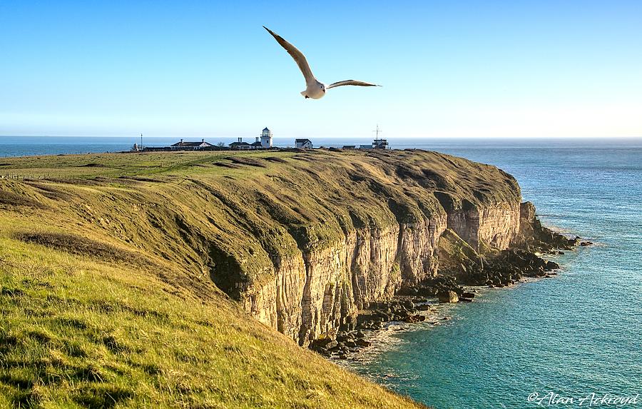 Seagull over Cliffs at Portland Photograph by Alan Ackroyd