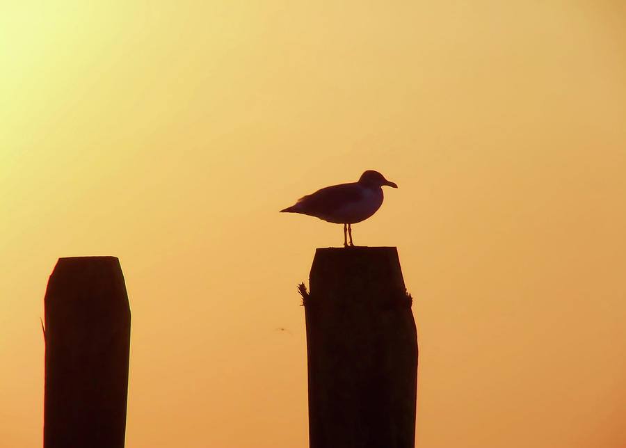 Seagull Perch Photograph by Jamart Photography