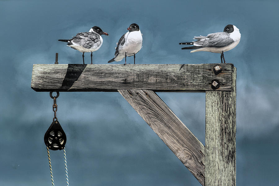 Seagull Perch Morning Discussion Photograph by Norma Brandsberg