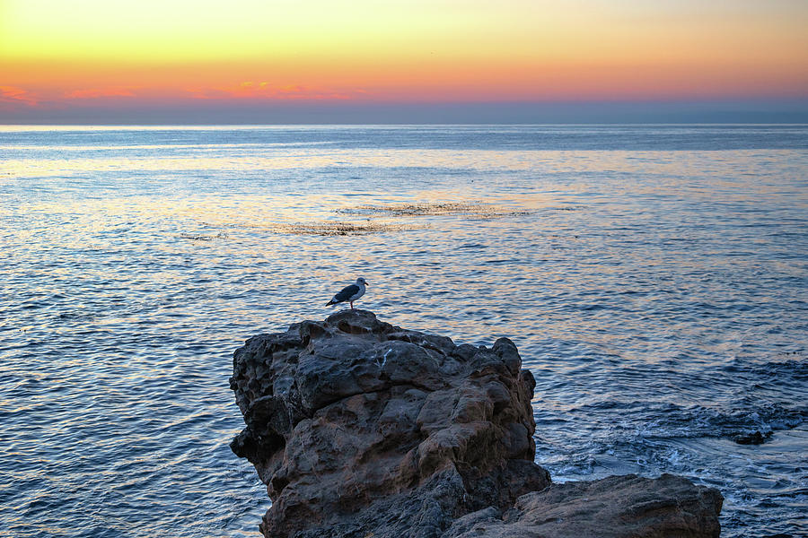 Seagull Perched on a Rock at Sunrise Photograph by Matthew DeGrushe