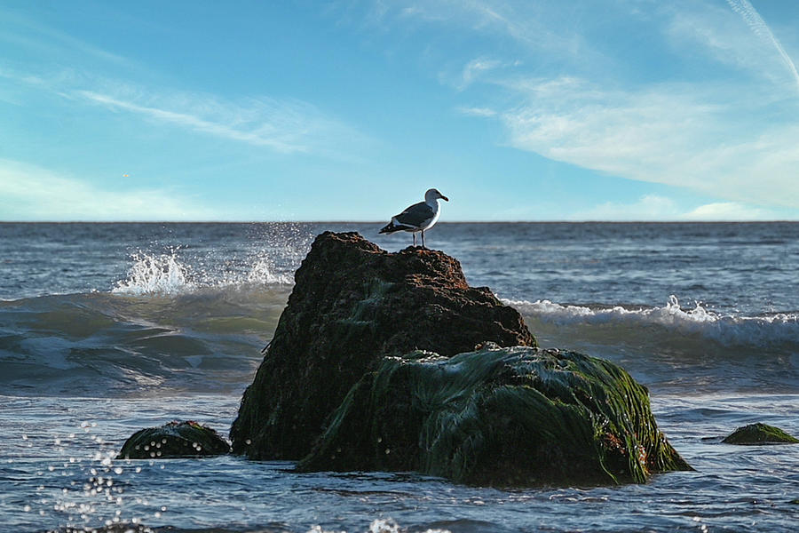 Seagull Perched on Ocean Rock Photograph by Matthew DeGrushe