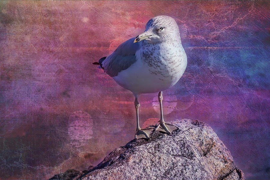 Seagull Portrait Photograph by Cate Franklyn