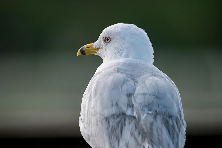 Seagull Portrait Photograph by Debra Martz