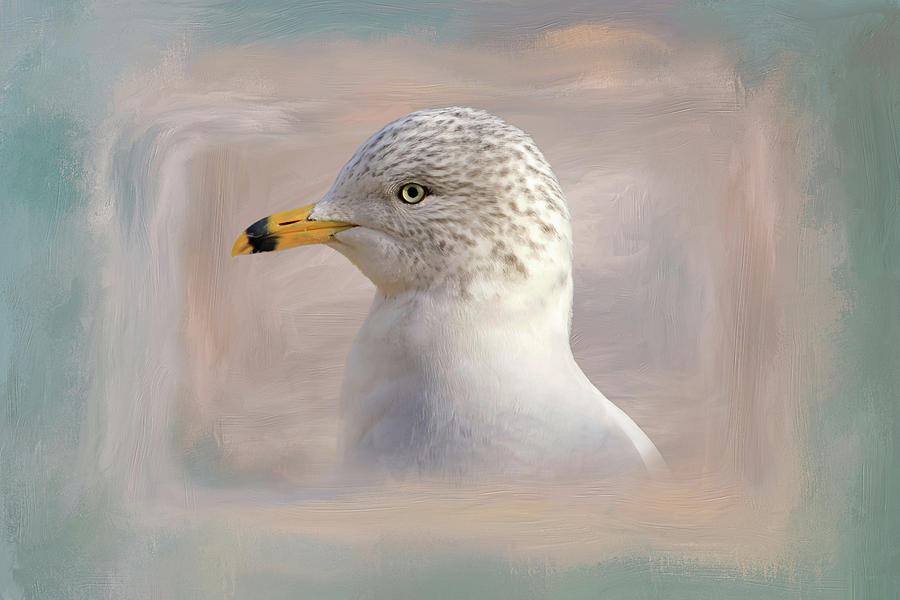Seagull Portrait Photograph by Donna Kennedy