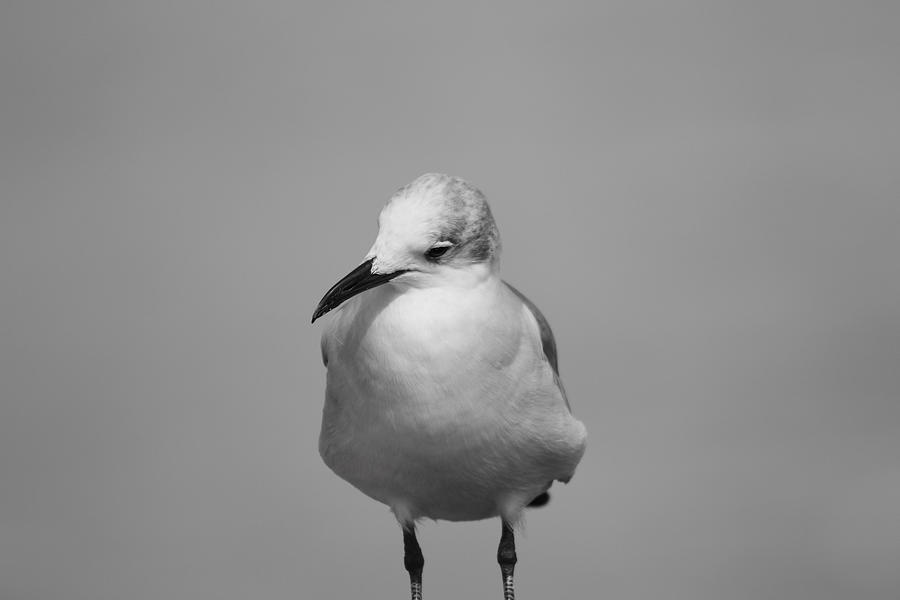 Seagull Portrait  in Black  White Photograph by Montez Kerr