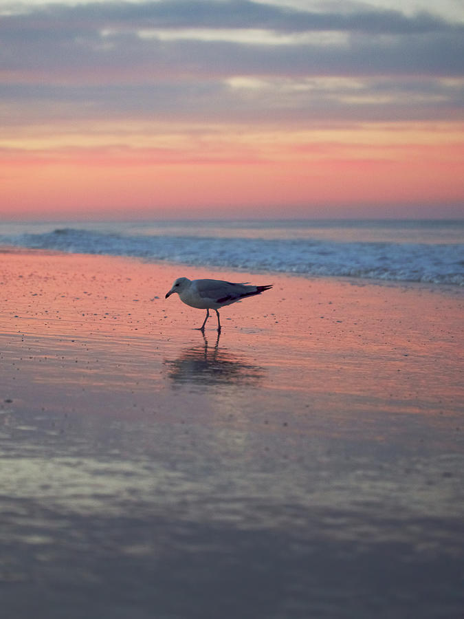 Seagull Photograph by Rachel Morrison